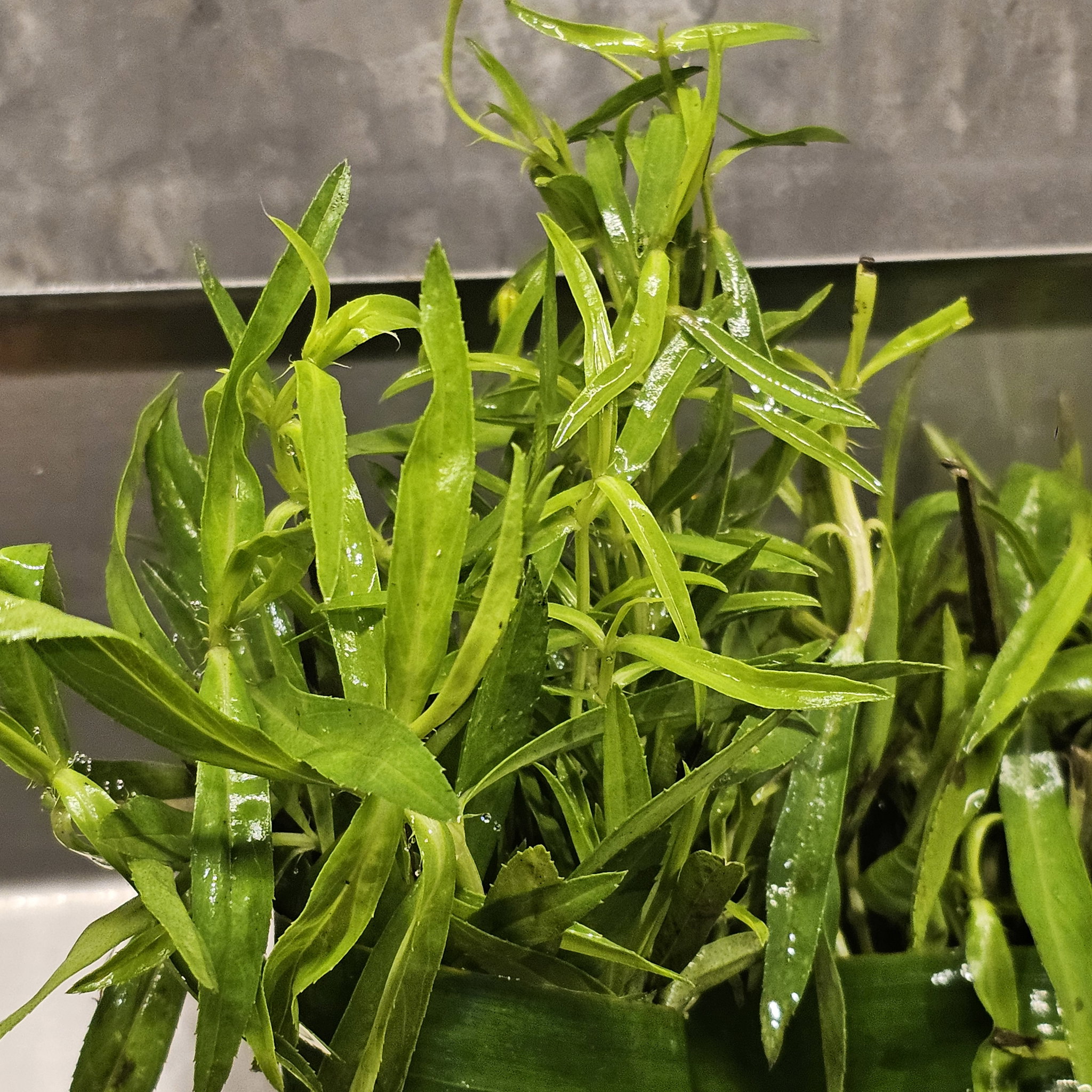 Tarragon/Astragon ທາລາກອນ_0