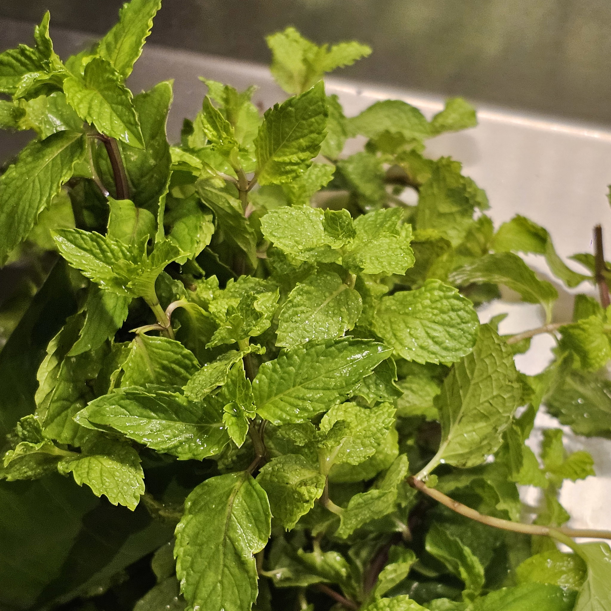 Mint ຜັກກ້ານກໍ່າ_0