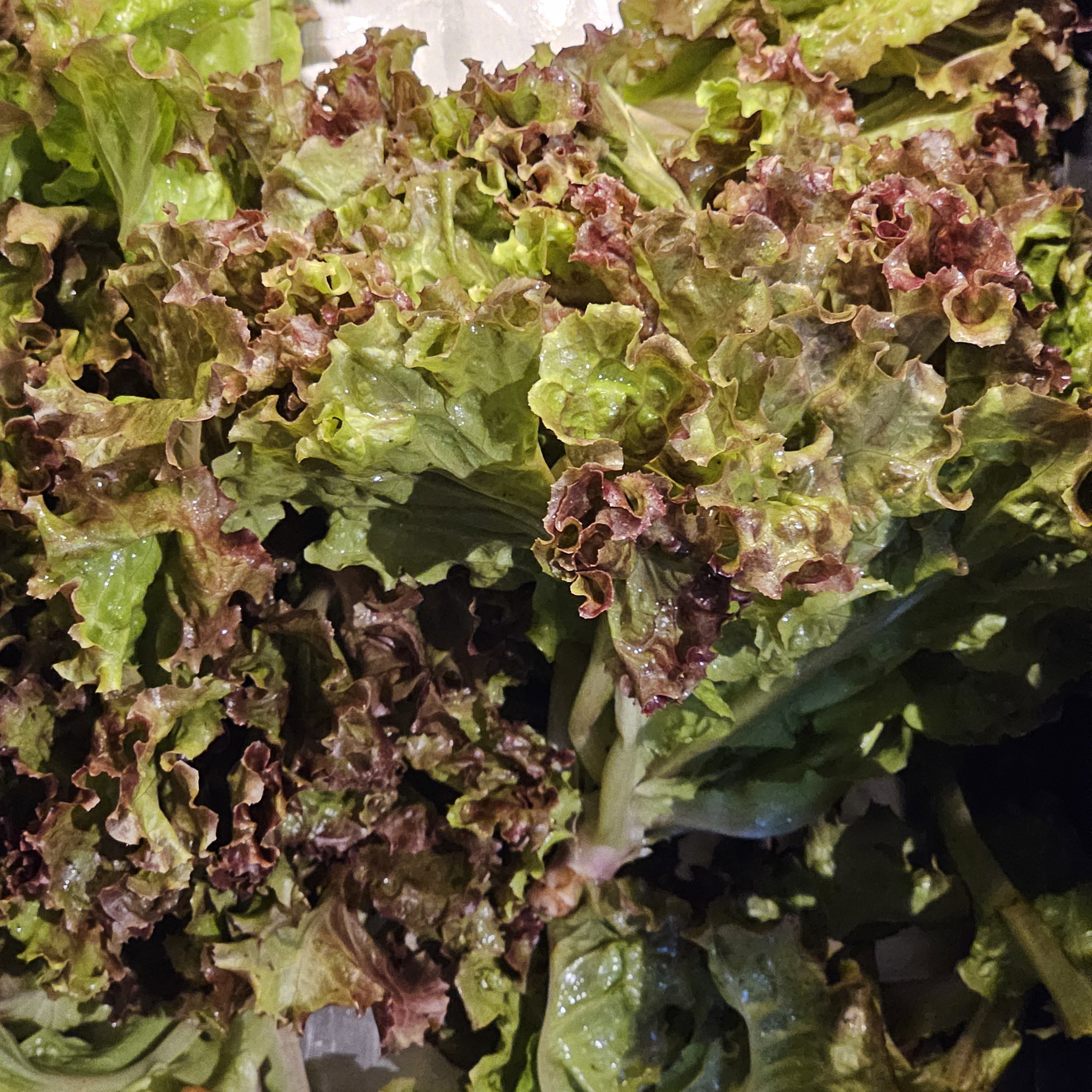 Lettuce ຜັກສະຫລັດ_1