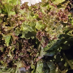 Lettuce ຜັກສະຫລັດ