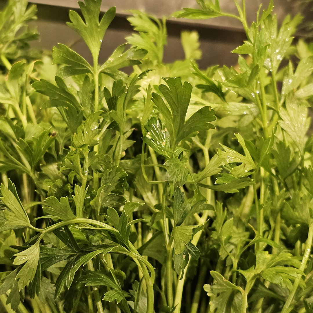Celery ສຸນາລີ