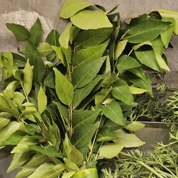 Curry Leaves 🍃 ໃບກະຫລີ່