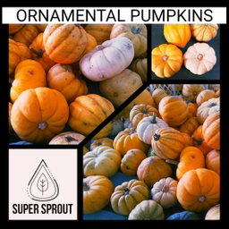 🎃ORNAMENTAL BABY PUMPKINS🎃 x 10 seeds 