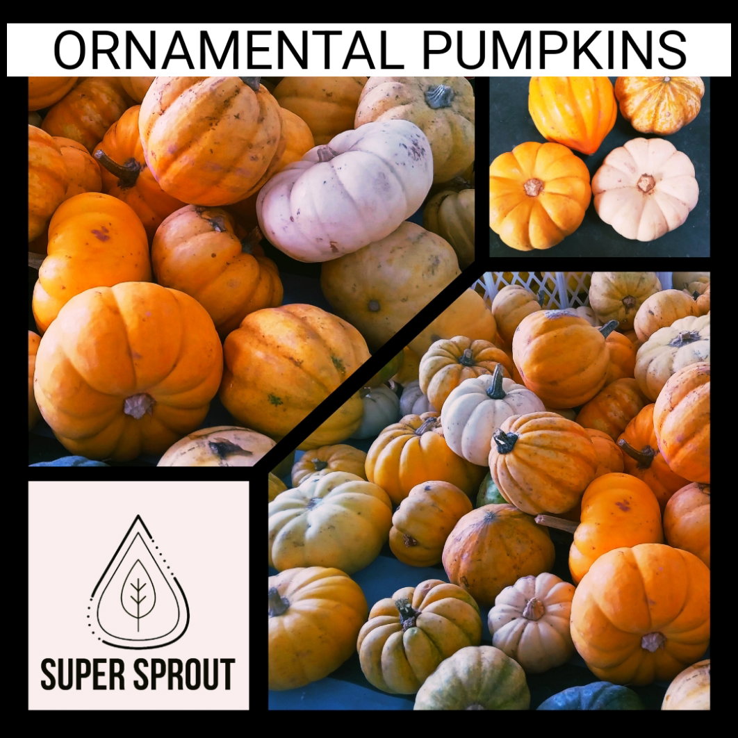 🎃ORNAMENTAL BABY PUMPKINS🎃 x 10 seeds _2
