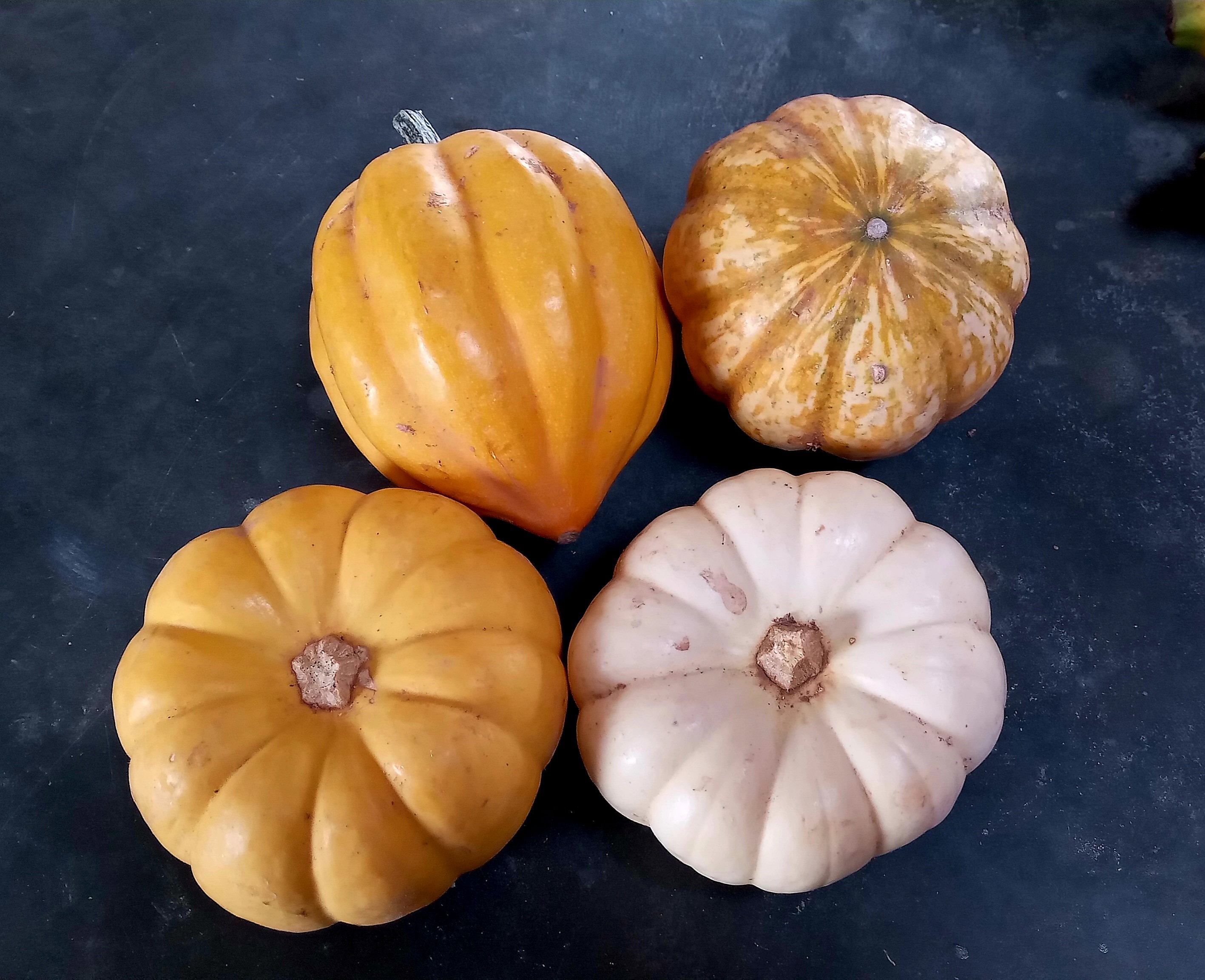 🎃ORNAMENTAL BABY PUMPKINS🎃 x 10 seeds _3