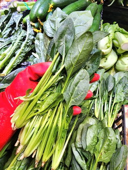 菠菜苗🥦（斤）