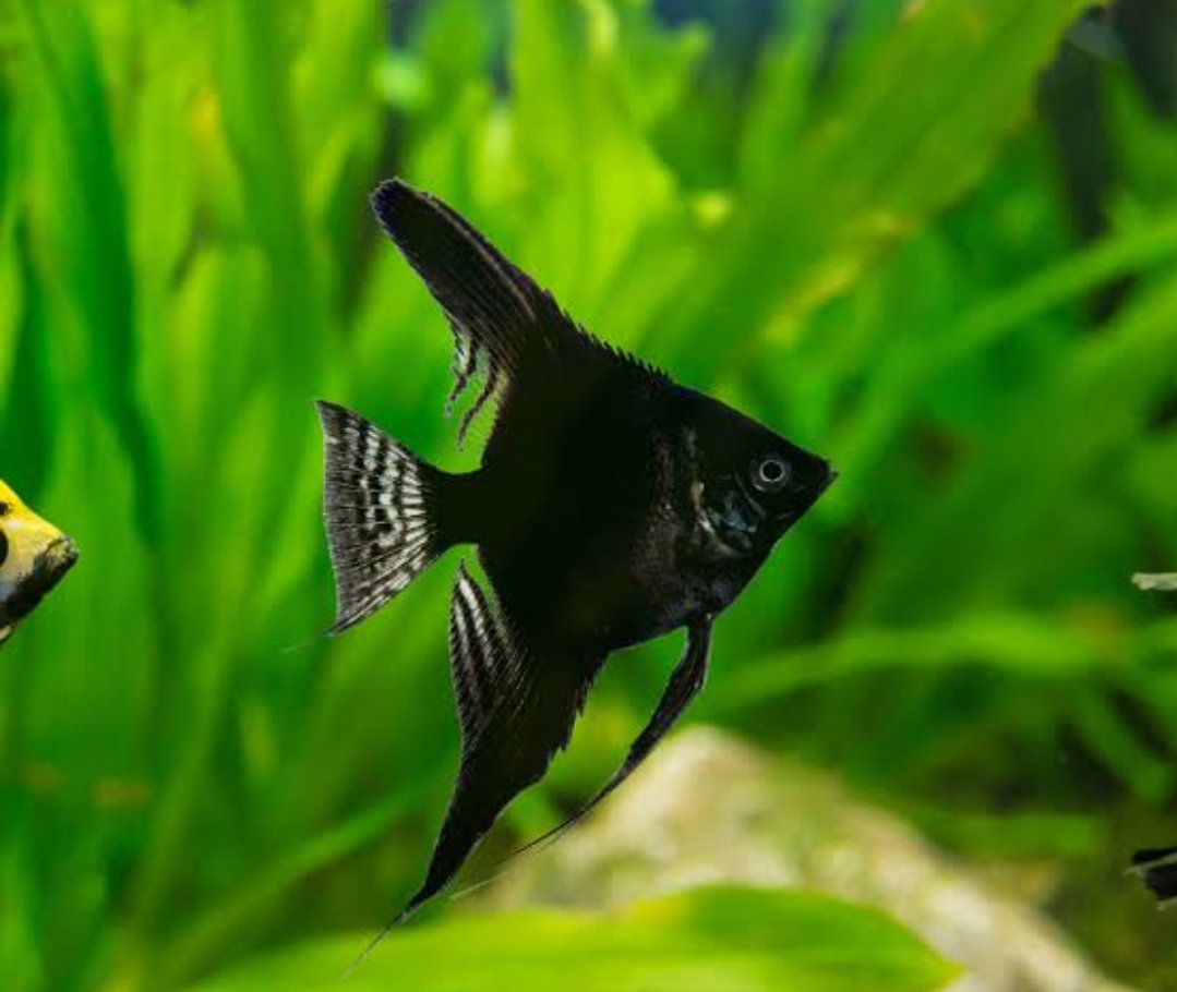 Angel Black (3-4cm)