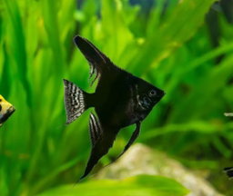 Angel Black (3-4cm)