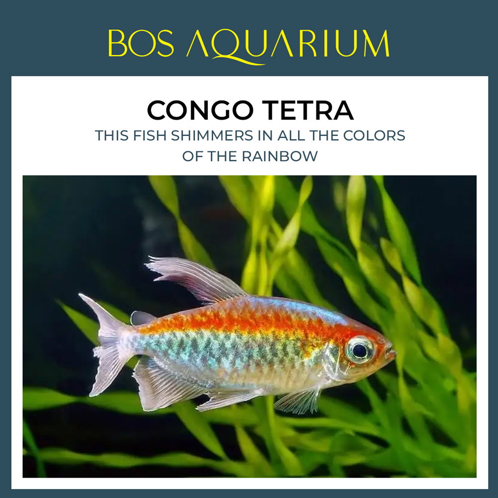 Congo Tetra Fish_0