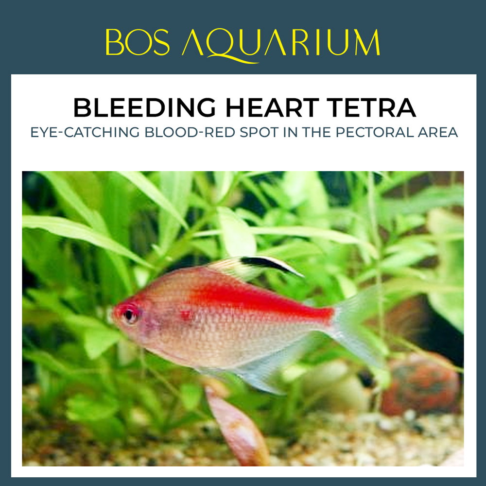 Bleeding Heart Tetra 血心灯