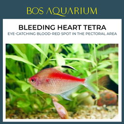Bleeding Heart Tetra 血心灯