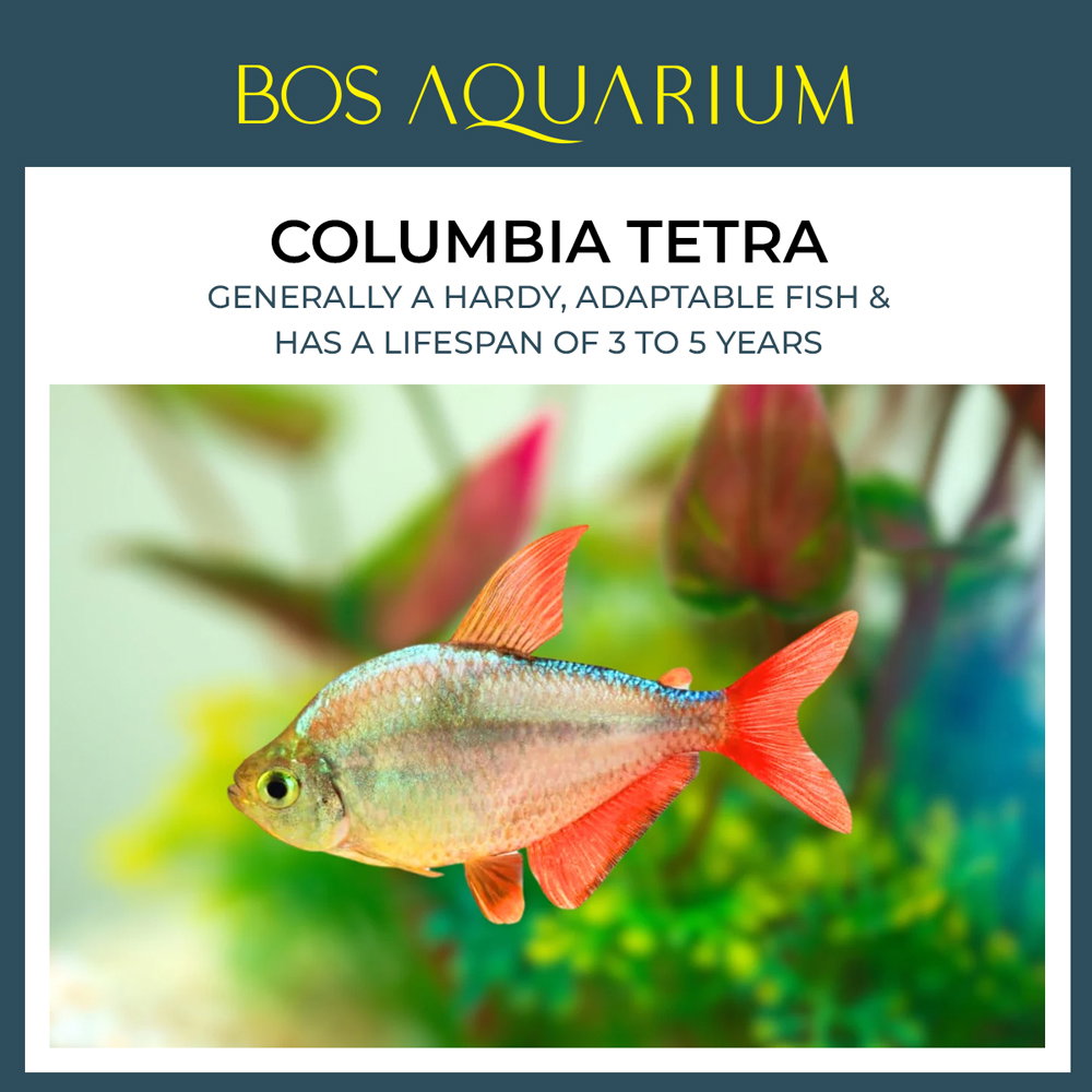 Columbia Tetra
