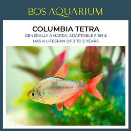 Columbia Tetra