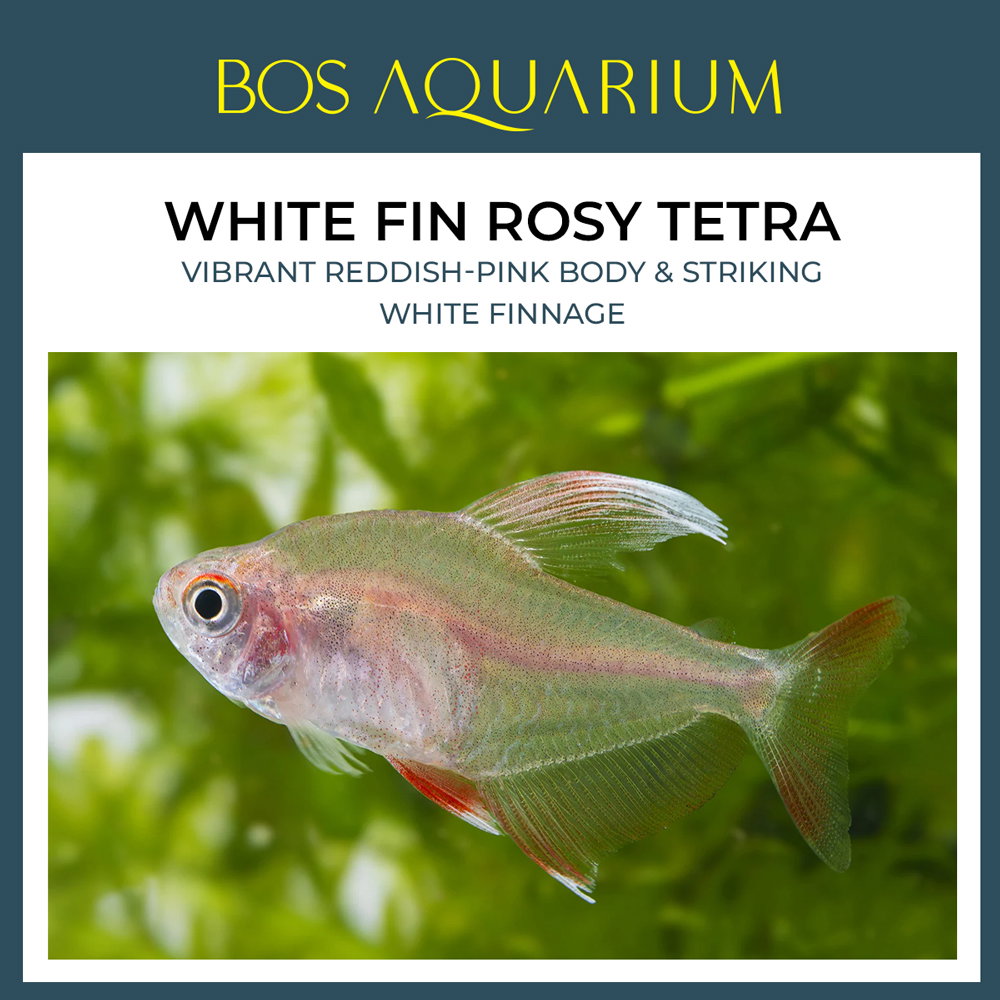White Fin Rosy Tetra 白翅玫瑰旗灯_0