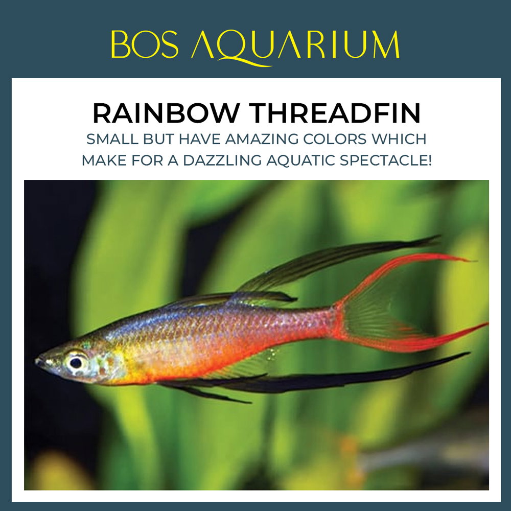 Rainbow Threadfin 燕子美人
