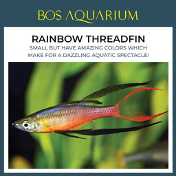 Rainbow Threadfin 燕子美人