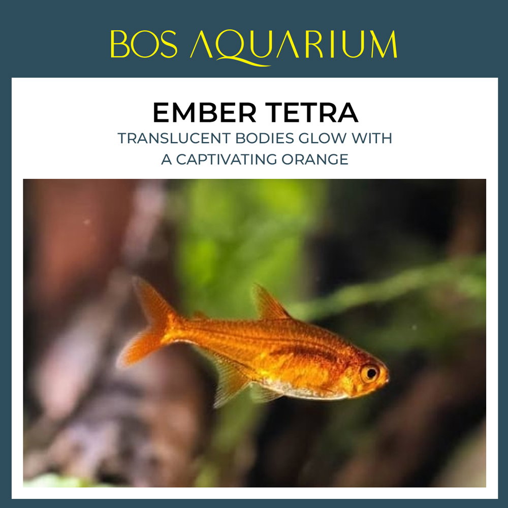 Ember Tetra 喷火灯_0