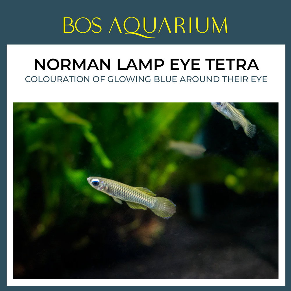 Norman Lamp Eye Tetra_0