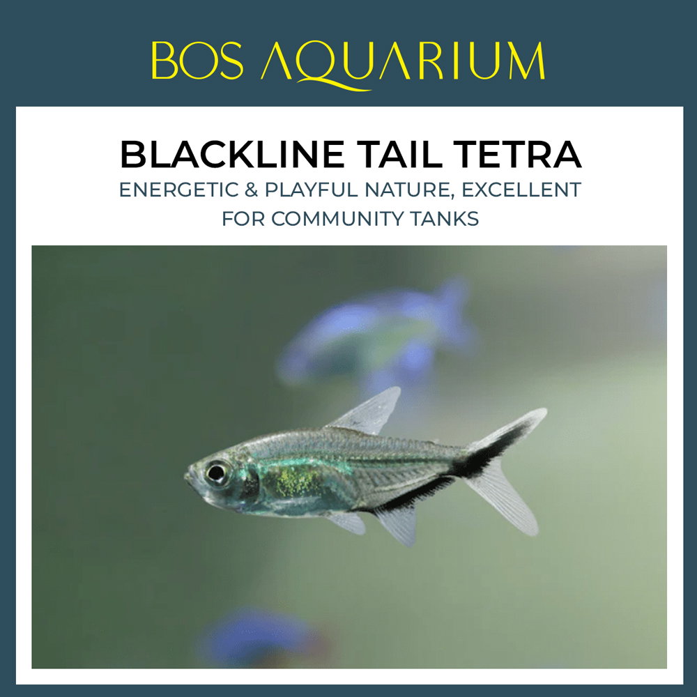 Blackline Tail Tetra 大黑勾尾灯_0