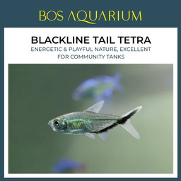 Blackline Tail Tetra 大黑勾尾灯