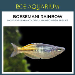 Boesemani Rainbow  波西曼彩虹鱼
