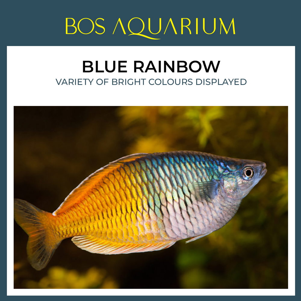 Blue Rainbow 蓝美人_0