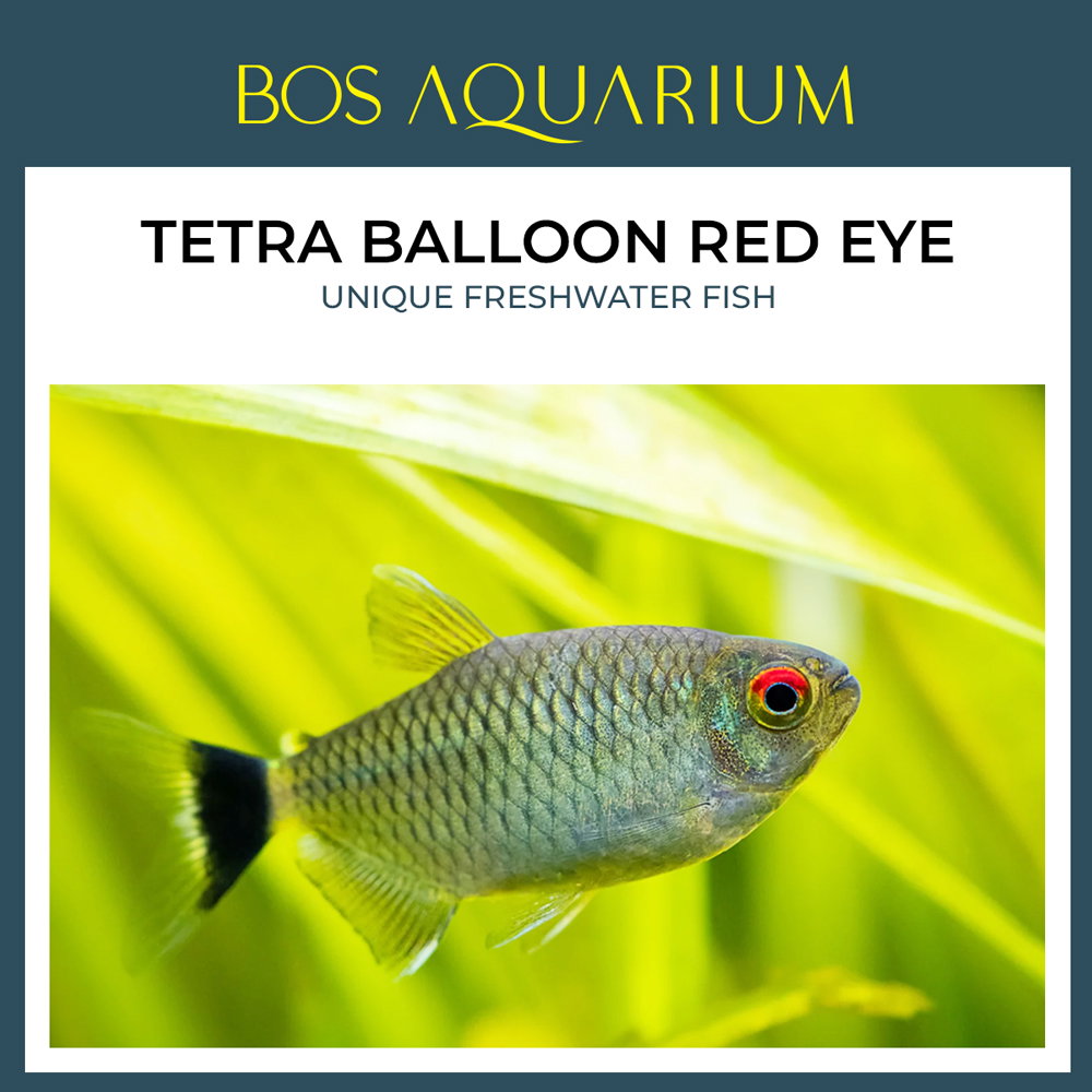 Balloon Red Eye Tetra 拿眼灯 (圆身)_0