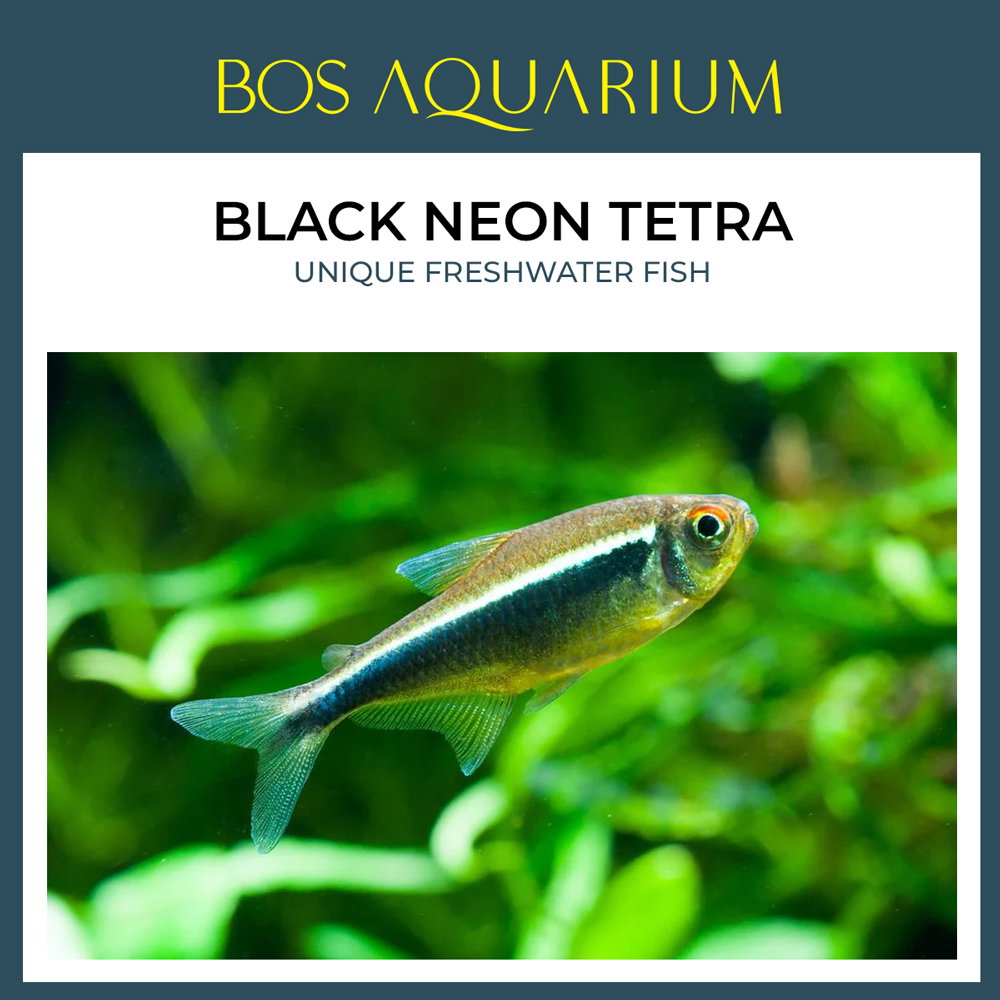 Black Neon Tetra 黑霓虹燈魚_0