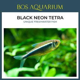 Black Neon Tetra 黑霓虹燈魚