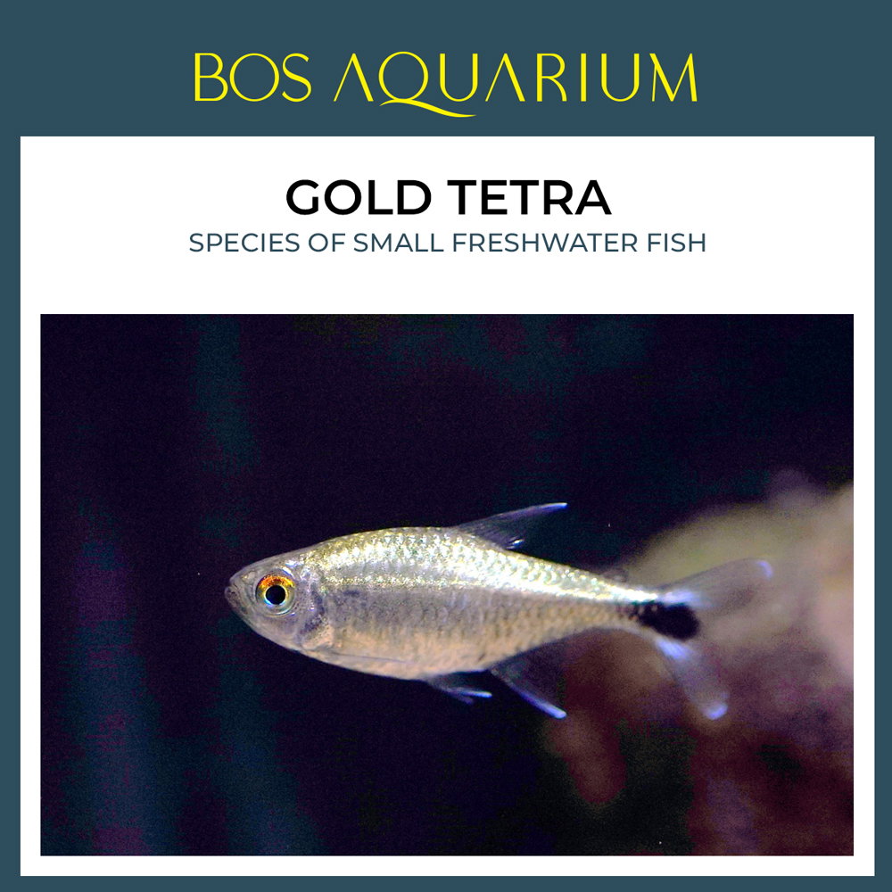 Gold Tetra 金灯鱼