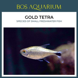 Gold Tetra 金灯鱼