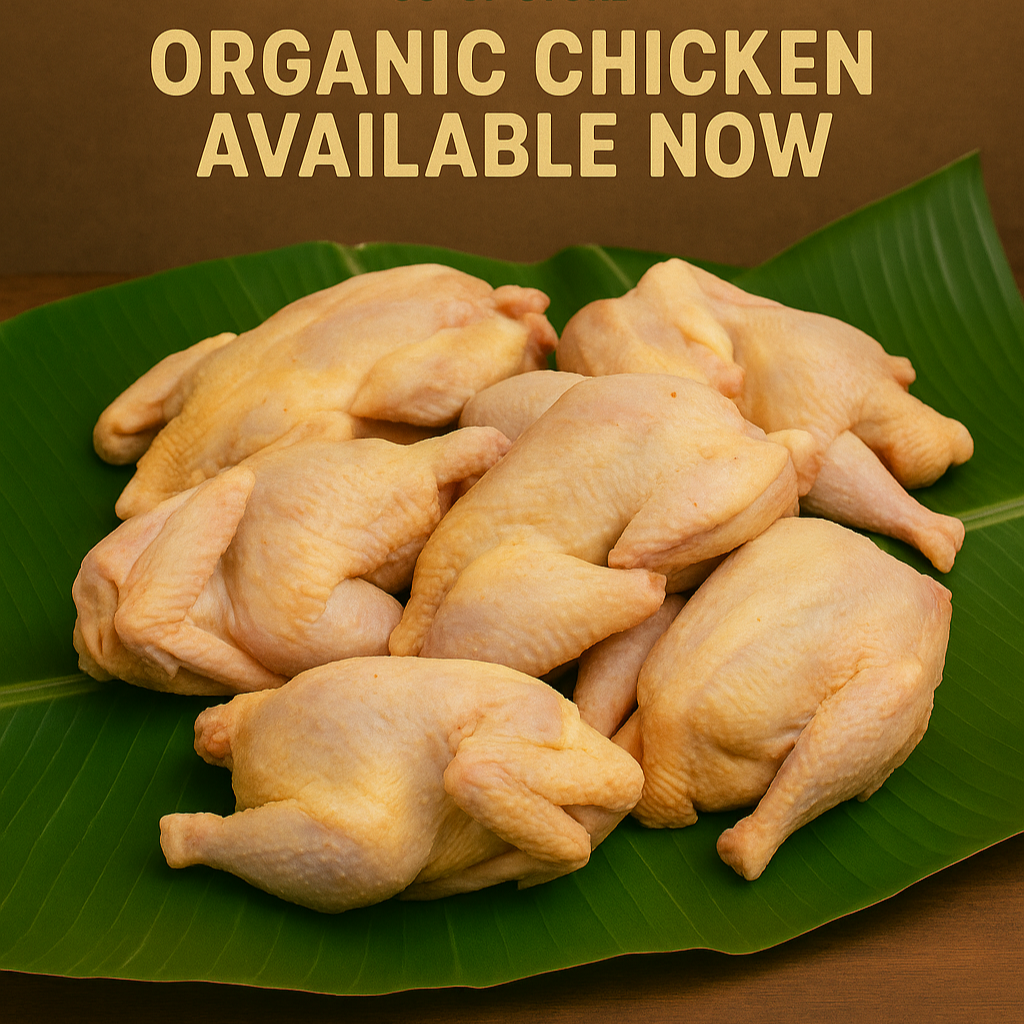 Organic free-range chicken 🐔 ໄກ່ທຳມະຊາດ 