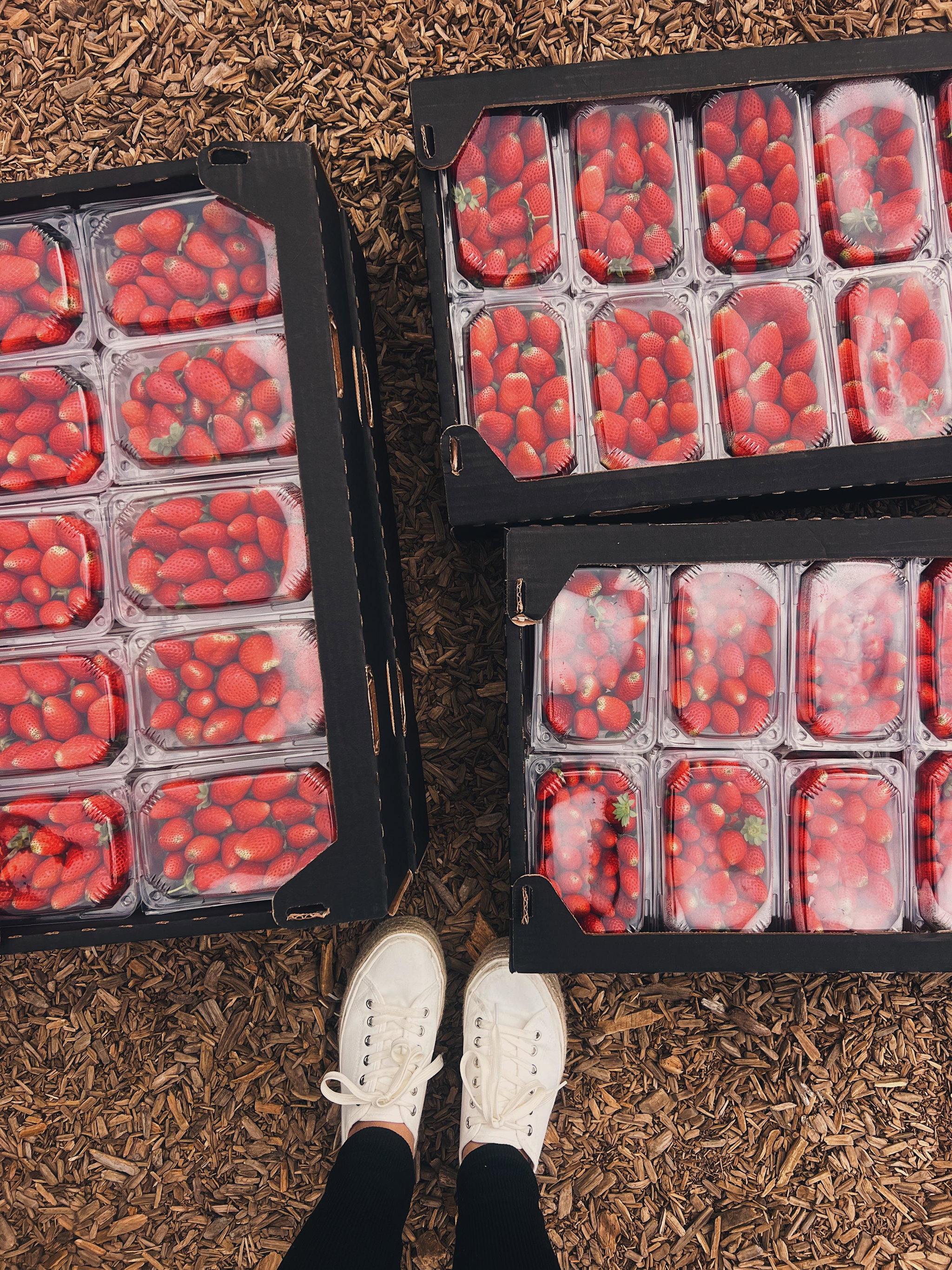 Strawberry Punnet_1
