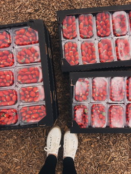 Strawberry Punnet
