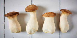 Mushroom