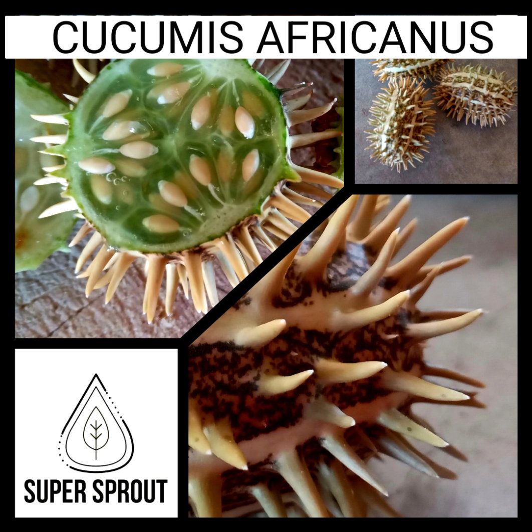  CUCUMIS AFRICANUS x 10 seeds_1