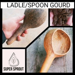 LADLE/SPOON GOURD  x 5 seeds 