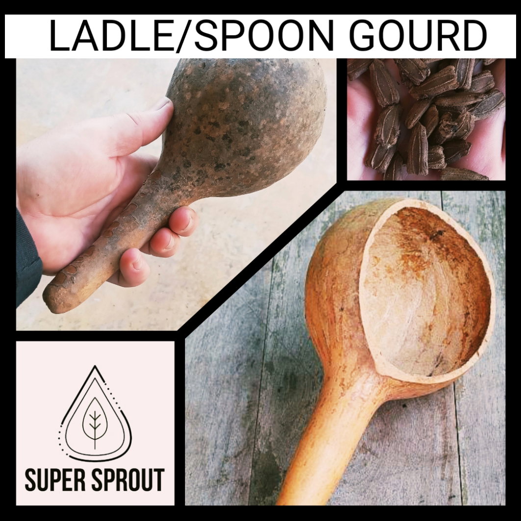LADLE/SPOON GOURD  x 5 seeds _1