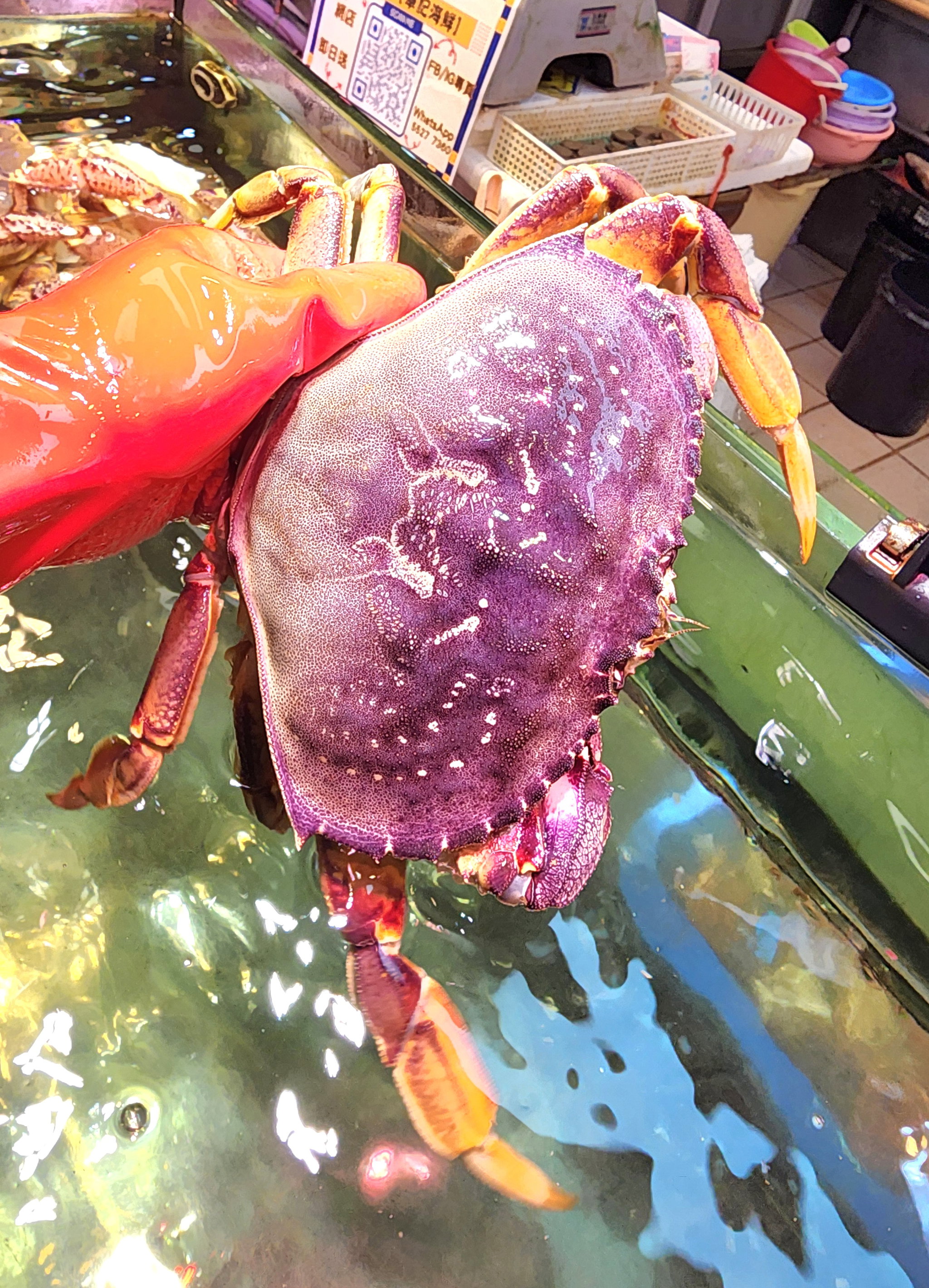 加拿大珍寶蟹🦀（隻）（大/細Size）_0