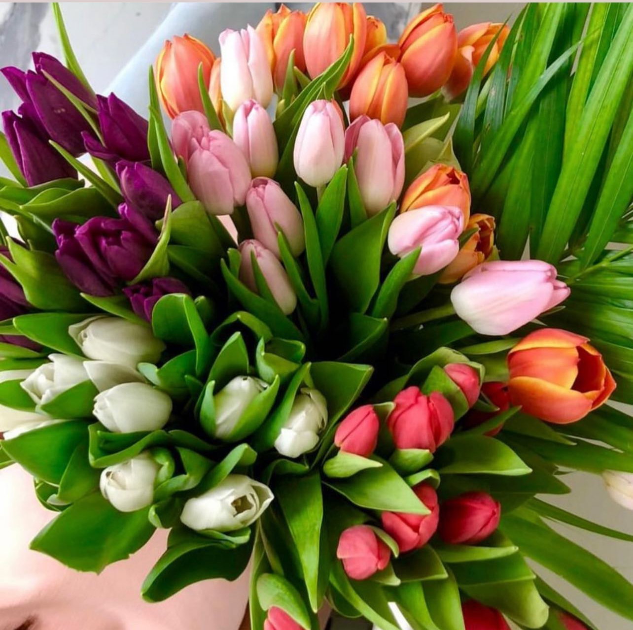 TULIPS PAPER WRAP_0