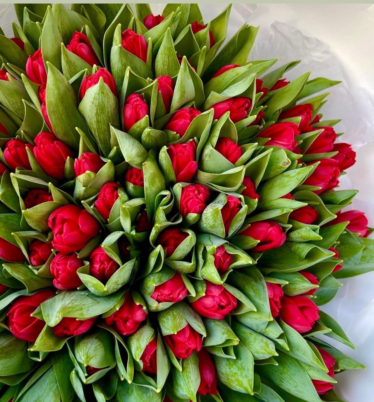 TULIPS PAPER WRAP_2