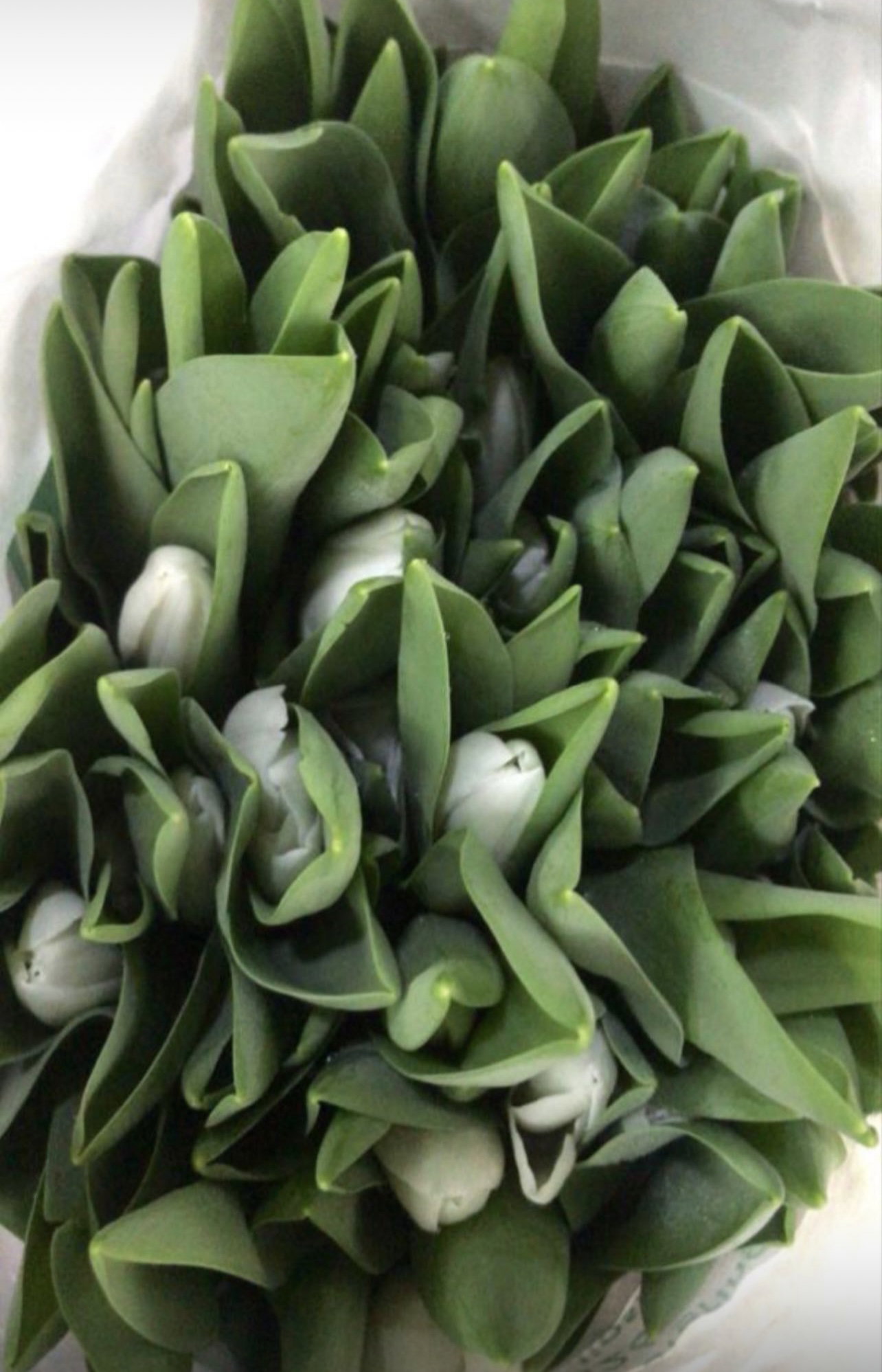 TULIPS PAPER WRAP_5