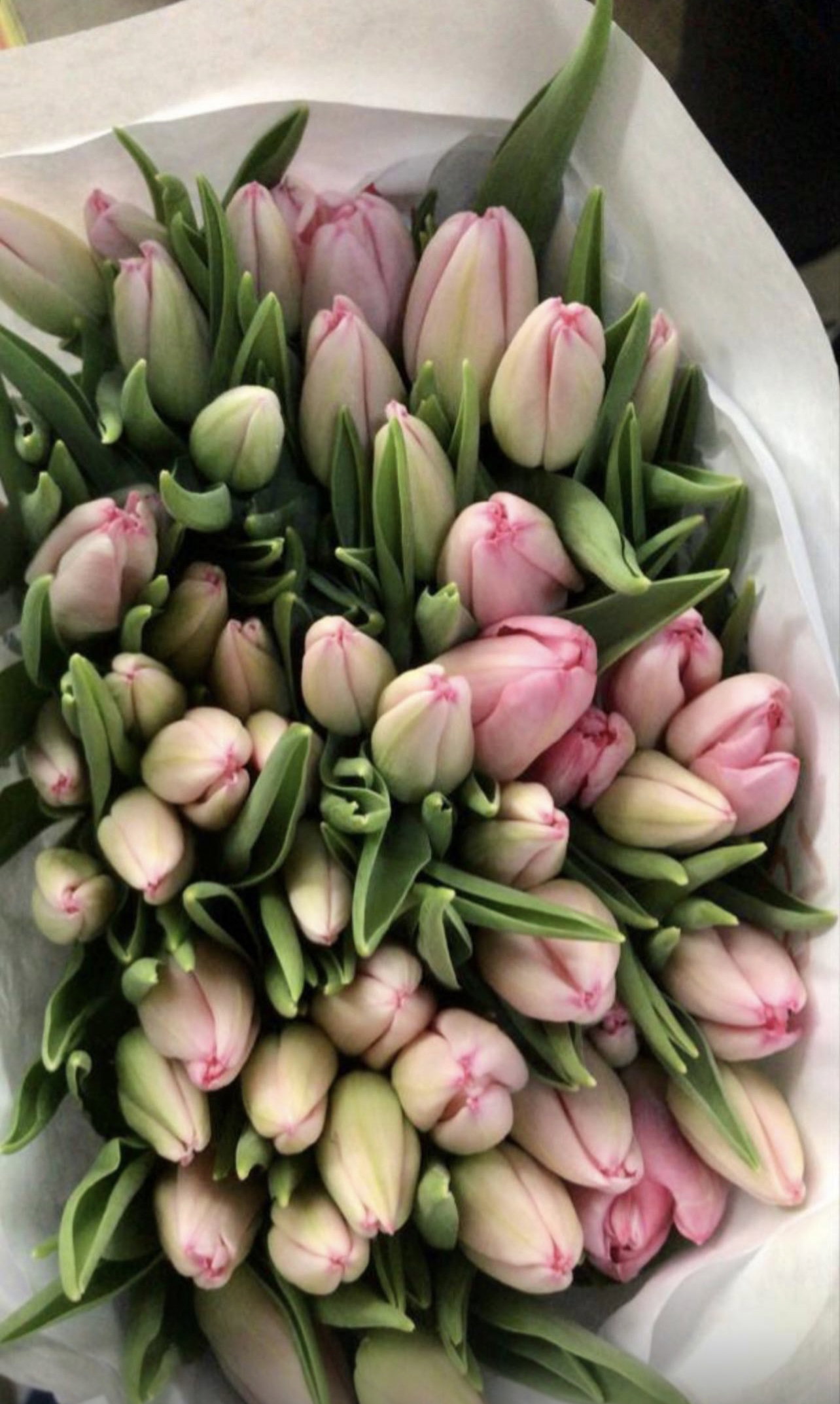 TULIPS PAPER WRAP_6