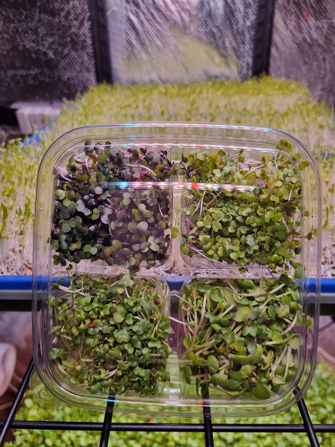 Salad Mix