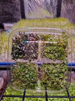 Salad Mix