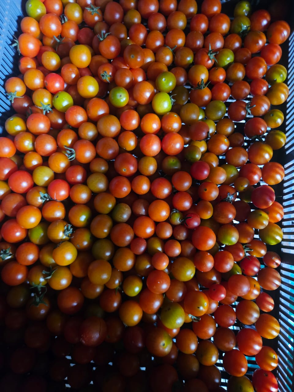 200g cocktail tomatoes_0
