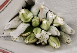 ROSE LILIES PAPER WRAP 