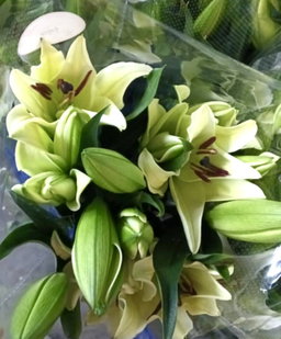 LILIES