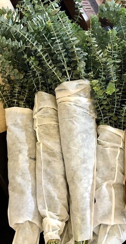 FRESH AUSTRALIAN EUCALYPTUS