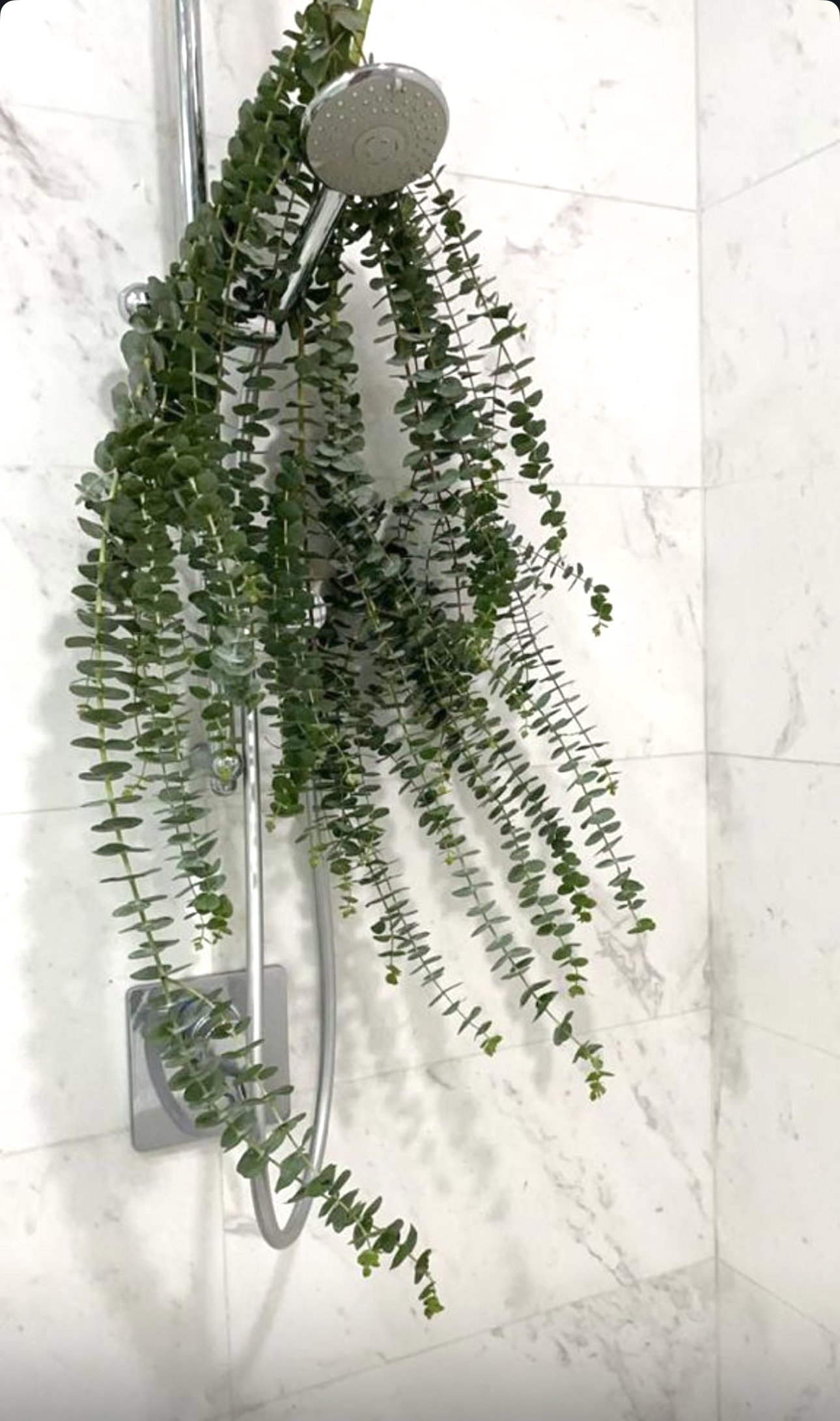 FRESH AUSTRALIAN EUCALYPTUS_3